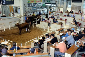 子牛１頭平均価格が過去最高の７６万円を付けた８月期肉用牛競り＝１９日、ＪＡおきなわ宮古家畜市場
