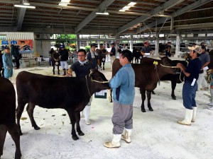 42頭の出品牛を審査した市の畜産共進会＝１２日、ＪＡおきなわ宮古地区家畜市場