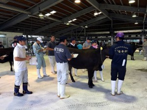 １９頭の出品牛の増体能力を厳しく調べる審査員ら＝９日、ＪＡおきなわ宮古家畜市場