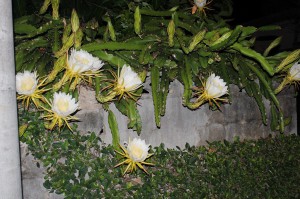 闇夜に浮かぶドラゴンフルーツの花＝２３日夜、平良東仲宗根・豊見山さん宅の庭