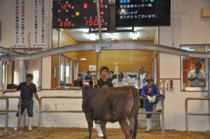 子牛で１５０万円の最高値がつき、歓声が上がった＝１９日、多良間家畜市場
