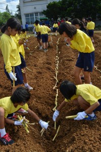 キビの苗を丁寧に植え付ける生徒たち＝１９日、伊良部中学校農園