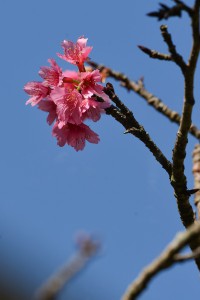 可憐な花を咲かせるカンヒザクラ＝１９日、県立青少年の家