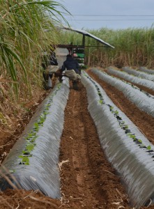 農家は管理作業車を使って試験栽培用の苗を植え付けた＝１６日、上野地区