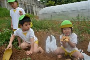 ジャガイモを手に喜ぶ子供たち＝１５日、ひばり保育園のそばの畑