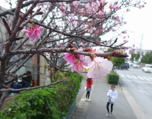 ヒカンザクラの美しい花たちが行き交う人々やドライバーに春の訪れを感じさせていた＝１８日、市内
