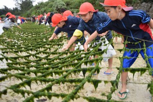 手際よく養殖アーサを摘み取る児童たち＝１４日、平良の大浦湾