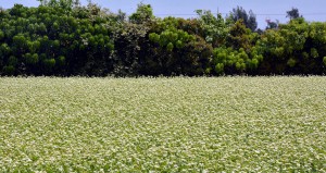白くて小さいかれんなソバの花。今月中に収穫する＝５日、平良下里のＪＴＡドーム宮古島前