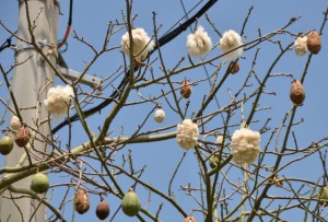 楕円形の実が割れて、中から飛び出した種子と綿が春風に揺れている＝８日、市営馬場団地前