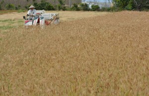 コンバインで小麦を収穫する国仲さん＝６日、来間島