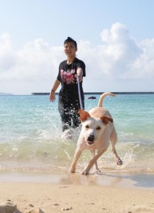 夏本番の気候に犬も海水浴を楽しむ＝８日、パイナガマビーチ