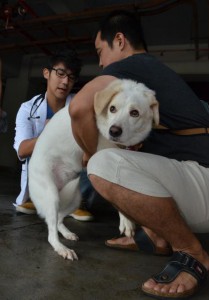 初日から多くの飼い主が訪れ、愛犬に狂犬病の予防接種を受けさせた＝７日、市役所平良庁舎