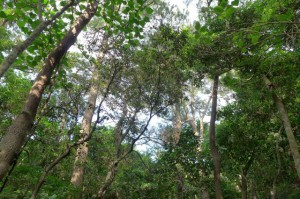 宮古島市の森林率はわずか１６％。こうした緑豊かなエリアを増やすことが課題となっている＝１日、学びの森