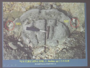 ハマサンゴ化石（小元さんの映像を撮影）