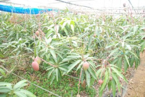 今期のマンゴー生産量は約７００トンが見込まれている＝５月２８日、城辺地区