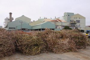 宮糖城辺工場に搬入されたサトウキビ（資料写真）