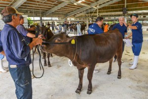 １頭１頭丁寧な審査が行われた＝２８日、宮古家畜市場