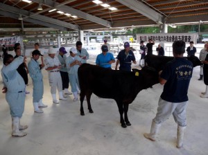 出品牛の体高や発育度を詳しく調べる審査員＝５日、ＪＡおきなわ宮古家畜市場