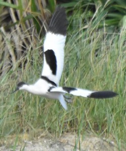 ゆっくり舞う珍鳥ソリハシセイタカシギ＝１４日、島内