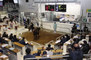今年最後の肉用牛競り。子牛１頭平均価格は７９万円の高値が付いた＝１７日、ＪＡおきなわ宮古家畜市場