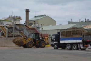 操業１週間を迎えた宮糖城辺工場。４０００㌧余りの原料を搬入した＝２６日、城辺砂川