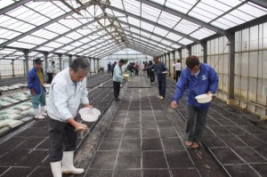 豊作に期待を込め種まきを行う上野地区の生産農家ら＝２日、上野豊原の育苗ハウス