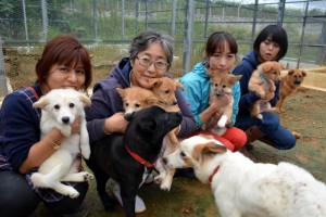 飼い主のいない犬や野犬を保護し、里親に出す団体「宮古島アニマルレスキューチーム」