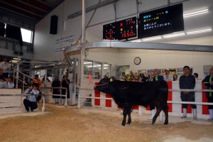 １８年上場一番牛には１５５万円（税抜き価格）の最高値が付いた＝１９日、ＪＡおきなわ宮古家畜市場