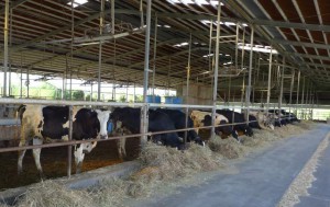 宮古で唯一の酪農牧場が廃業を通知。乳牛が宮古からいなくなる可能性が大きくなってきている（資料写真）