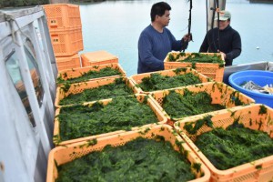 収穫された養殖アーサはトラックに積み込まれ宮古島漁協の施設に運ばれた＝９日、平良大浦漁港