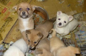 今年に入り、宮古では子犬を中心に15匹が収容されている＝11日、宮古保健所の犬舎