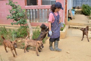 呉屋さんのもと、琉球犬は宮古でその数を着実に増やしている＝６日、城辺のラヴィーダ