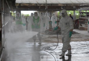 噴霧器で消毒作業を行う参加者。本番さながらの訓練で万が一に備えた＝１日、ＪＡおきなわ宮古家畜市場