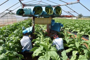 葉タバコの収穫作業は順調に進む＝23日、上野地区