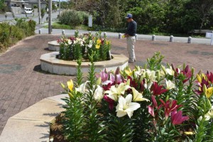 カスミユリの大輪の花が訪れる人を魅了している＝21日、平良の成川地区