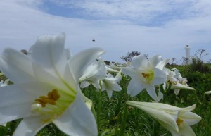 青空の下、日本一小さなセミたちの鳴き声と咲き誇るユリの花が観光客の目を楽しませている＝７日、城辺保良の東平安名崎