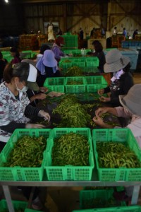 パートで働く住民らは枝豆の選別作業などに追われている＝８日、伊良部漁協共同加工場