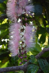 美しいピンクの花を咲かすサガリバナ＝12日、平良の添道サガリバナ群生地（伊良波彌撮影）