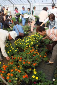 花や緑に対する関心が高まり、みどり推進課が実施する花苗の販売には大勢の市民が訪れる（写真は昨年11月の販売会の様子）