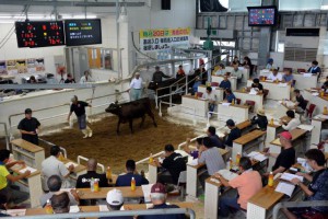 子牛１頭平均価格が前月比５万４０００円安となった６月期肉用牛競り＝18日、ＪＡおきなわ宮古家畜市場