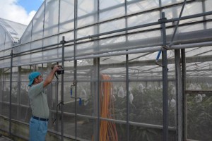 強風に耐えられるようハウスの補強作業をする農家＝９日、市内のマンゴー農園