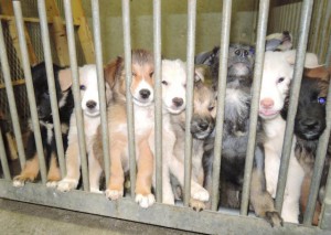 宮古保健所には子犬を含む多くの野犬や飼い主の分からない犬が収容されている＝13日、宮古保健所