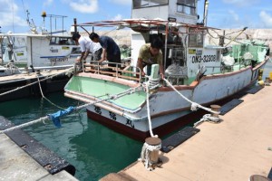 太いロープで厳重に係留する漁師ら＝９日、佐良浜漁港