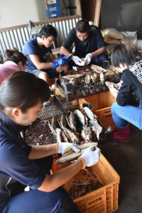 生徒たちはカツオの「骨抜き」作業で頑張っていた＝３日、佐良浜の鰹節加工場