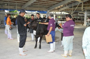 審査員は出品牛の発育状態などを一頭一頭チェックした＝３日、ＪＡおきなわ宮古家畜市場