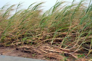 相次ぐ台風で被害の広がりが懸念される基幹作物のサトウキビ＝４日、平良松原