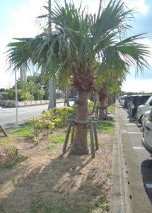 駐車場の植樹升などに広範囲で除草剤が使用されていた＝７日、宮古空港