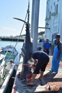 陸揚げされた大物サメは解体処理された＝１０月２６日、佐良浜漁港