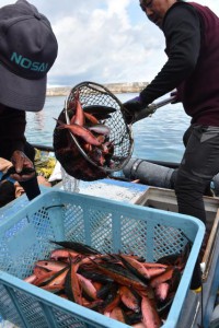 漁師は大漁で水揚げ作業にも力が入る＝６日、佐良浜漁港