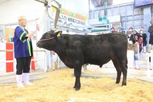 子牛初競りで最高価格１６２万円の値を付けた砂川さんの牛＝19日、ＪＡ宮古家畜市場